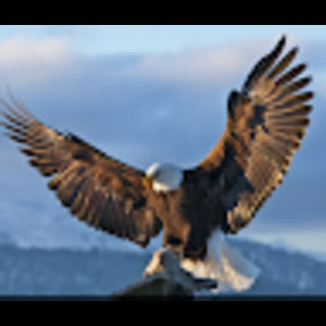 Meet your Posher, Brent